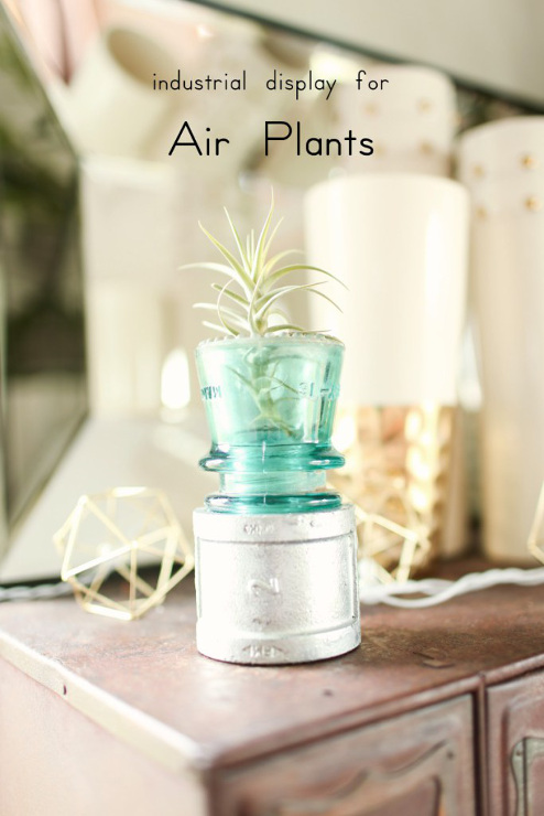 Display Your Air Plants With Electrical Insulators