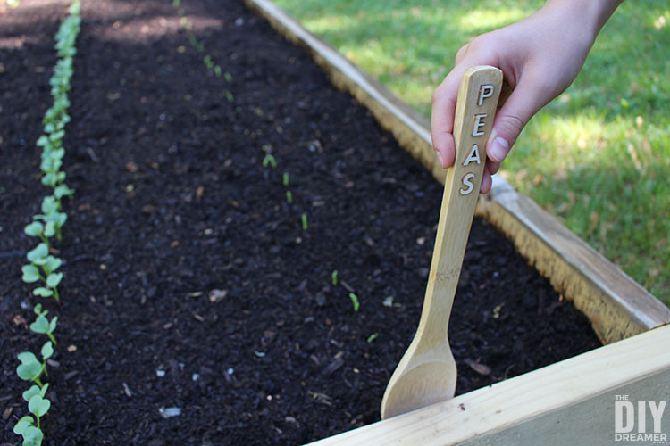 Inserting the garden markers into the vegetable garden.