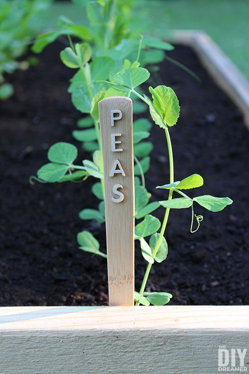Peas garden marker in a garden with peas growing in the background.